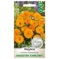 Nasiona i cebule - Nagietek karłowy Candyman pomarańczowy nasiona 2g - WegAna - miniaturka - grafika 1