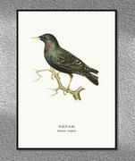 Plakaty - Plakat Szpak, grafika ze starego Atlasu Ptaków 21x30 (A4) / DodoPrint - miniaturka - grafika 1