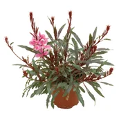 Kwiaty doniczkowe - Gaura - miniaturka - grafika 1