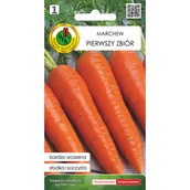 Nasiona i cebule - Marchew jadalna Pierwszy Zbiór nasiona Pnos - miniaturka - grafika 1