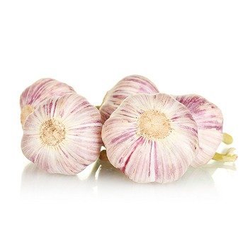 CZOSNEK WCZESNY EGIPT 1SZT