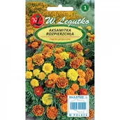 Nasiona i cebule - Legutko Aksamitka rozpierzchła - mieszanka o kwiatach pełnych 5903837332007 - miniaturka - grafika 1