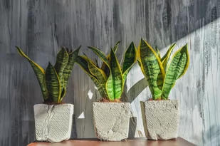 Sansevieria Futura Superba, Wężownica ~ 40 cm - Kwiaty doniczkowe - miniaturka - grafika 1