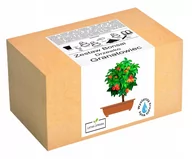 Nasiona i cebule - Zestaw do uprawy drzewka Bonsai Granatowiec Granat - miniaturka - grafika 1