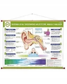 Mały naukowiec - Ucho - budowa, środowisko akustyczne, hałas WDS - miniaturka - grafika 1