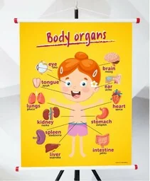 Plansza- Body organs - Pomoce naukowe - miniaturka - grafika 1