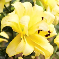 Nasiona i cebule - Lilia drzewiasta Exotic Sun 1 szt. cebule cebulki lilii lilie - miniaturka - grafika 1