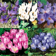 Nasiona i cebule - Zestaw Krokus Jesienny 5 odmian 25 szt - miniaturka - grafika 1