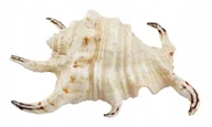 Dekoracje do akwarium - AQUA NATURA Dekoracja akwarystyczna muszla duża - miniaturka - grafika 1