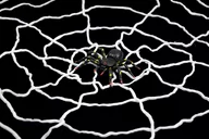 Halloween - ARPEX Ozdoba Halloween pajęcza sieć xl z pająkiem ARPEX HA4534 9964-uniw - miniaturka - grafika 1