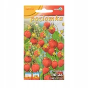 Nasiona i cebule - Poziomka Rugia nasiona 0,2 g p. 9-0051-68901-01 - miniaturka - grafika 1