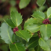 Nasiona i cebule - Ostrokrzew Meservy 'Blue Prince' (Ilex ×meserveae) Doniczka 2.0L - miniaturka - grafika 1