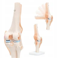 Mały naukowiec - STAW KOLANOWY REALISTYCZNY TRÓJWYMIAROWY MODEL ANATOMICZNY CZŁOWIEKA LUDZKI - miniaturka - grafika 1