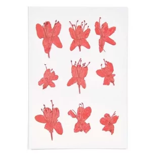 Suszone i prasowane czerwone azalie - Sztuczne kwiaty - miniaturka - grafika 1