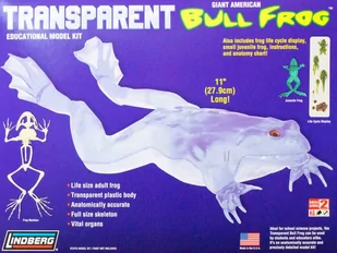 Model plastikowy Lindberg - Transparent Bull Frog (Przezroczysta żaba rycząca) - Akcesoria i części modelarskie - miniaturka - grafika 1