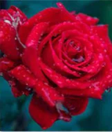 Malowanie po numerach - OBRAZ DO MALOWANIA PO NUMERACH ZESTAW Z RAMĄ 40X50 NR 724 - miniaturka - grafika 1