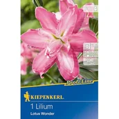 Nasiona i cebule - Lilia pełna Lotus Wonder - miniaturka - grafika 1