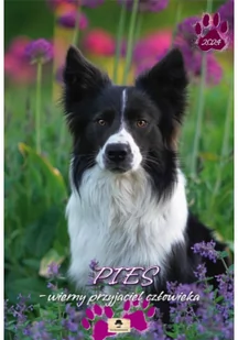 Kalendarz 2024 A3 ścienny Pies przyjaciel - Kalendarze - miniaturka - grafika 1