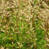 Nasiona i cebule - Parzydło blekolistne Miniaturka (Aruncus aethusifolius) Doniczka 1.0L - miniaturka - grafika 1