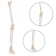 Akcesoria medyczne - Model kończyny dolnej człowieka z przyczepami mięśni Erler Zimmer - miniaturka - grafika 1