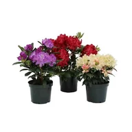 Kwiaty doniczkowe - Różanecznik,wys.30-40 cm, don.3 l - miniaturka - grafika 1