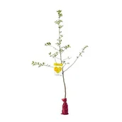 Kwiaty doniczkowe - Drzewko owocowe w balocie Jabłoń wys. 160-170 cm - miniaturka - grafika 1