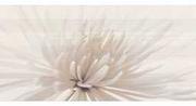 Płytki ceramiczne - Płytka ścienna inserto AVANGARDE white flower glossy 29,7x60 gat. II - miniaturka - grafika 1