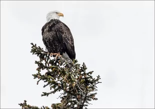 A young bald eagle, Carol Highsmith - plakat 50x40 cm - Plakaty - miniaturka - grafika 1