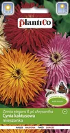 Nasiona i cebule - Cynia Kaktusowa Mix 1g PlantiCo - miniaturka - grafika 1