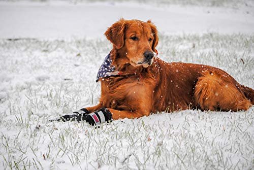Bark Brite All Dog Protector Neopren Time z paskami łapki- odblaskowe (MD (3,0 cala) Etui podróżne z zamkiem błyskawicznym w zestawie