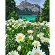 Malowanie po numerach - Twoje Hobby Malowanie po numerach - Rumianki w górach 40x50 cm - Twoje Hobby - miniaturka - grafika 1