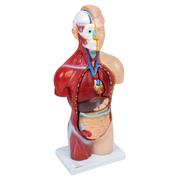 Mały naukowiec - Anatomiczny Model Ciała 45 cm - miniaturka - grafika 1