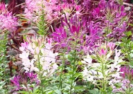 Nasiona i cebule - KLEOMA CIERNISTA CLEOME SPINOSA MIX KOLORÓW 0,5 G - miniaturka - grafika 1