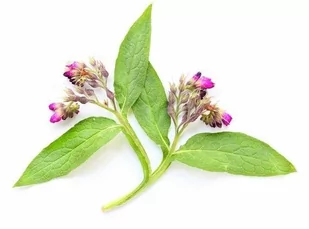 EQUIHERBS Żywokost lekarski korzeń 0,5 kg - - Akcesoria jeździeckie - miniaturka - grafika 1