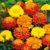 Nasiona i cebule - Aksamitka wysoka mix nasiona kwiatów nasiona aksamitki - miniaturka - grafika 1