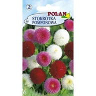 Nasiona i cebule - Stokrotka Pomponette Polan - miniaturka - grafika 1