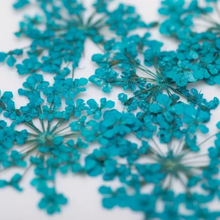 Mollylac Ozdoba Do Paznokci Suszone Kwiatki Turquise - Ozdoby do paznokci - miniaturka - grafika 2