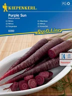 Nasiona i cebule - Marchew fioletowa PURPLE SUN nasiona Kiepenkerl - miniaturka - grafika 1