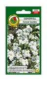 Nasiona i cebule - Gipsówka letnia Covent Garden biała 2 g PNOS Ożarów - miniaturka - grafika 1
