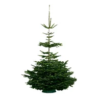 Choinki - Jodła kaukaska cięta Natura wys. 160-250 cm - miniaturka - grafika 1