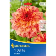 Nasiona i cebule - Dalia doniczkowa Switch - miniaturka - grafika 1