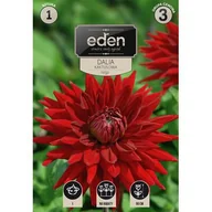 Nasiona i cebule - Dalia kaktusowa Helga 1 sztuka Eden - miniaturka - grafika 1