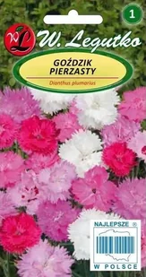 Goździk Pierzasty 0,5 G - Nasiona i cebule - miniaturka - grafika 1