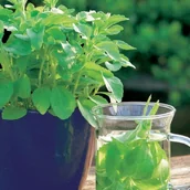 Nasiona i cebule - Kiepenkerl Stewia Kiepenkerl 101200 - miniaturka - grafika 1