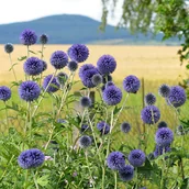 Nasiona i cebule - Przegorzan pospolity - miniaturka - grafika 1