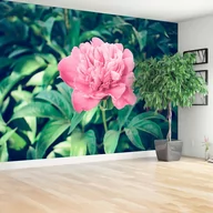 Fototapety - Fototapeta Różowe piwonie - miniaturka - grafika 1