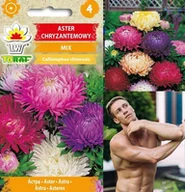 Nasiona i cebule - Toraf KWIATY Aster chryzantemowy mix nasiona 1g 00315 - miniaturka - grafika 1