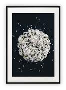 Plakaty - Plakat 30x40 cm Biel Kwiat Roślina WZORY - miniaturka - grafika 1