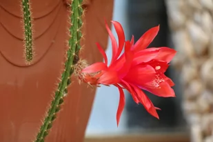 Kaktus wiszący Aporocactus 'Melanie' ogon szczura ~ 35 cm P14 - Kwiaty doniczkowe - miniaturka - grafika 1