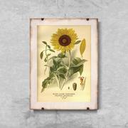 Plakaty - Plakat retro Nadruk słonecznika - miniaturka - grafika 1